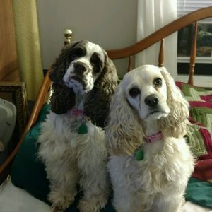 Meet your Posher, Cynthia